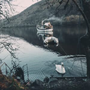swan lake